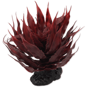 Rp Plant Sukulent Agave Red 18Cm