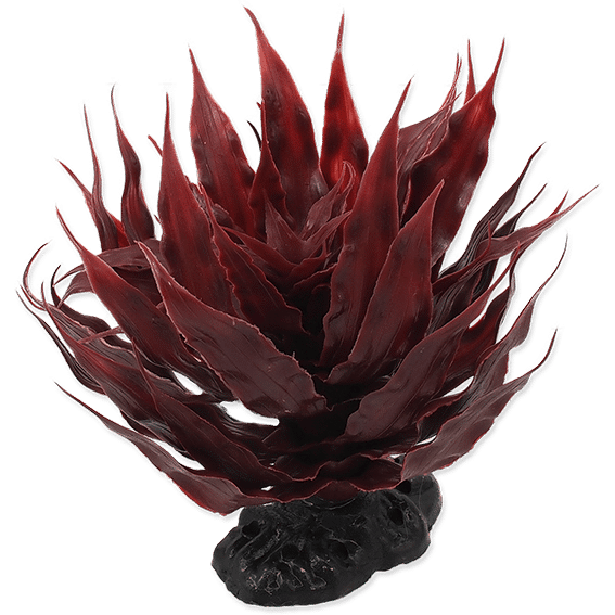 Rp Plant Sukulent Agave Red 18Cm