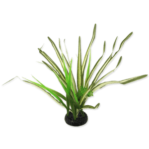 Rp Plant Spartina 30Cm