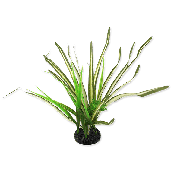 Rp Plant Spartina 30Cm