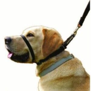 Canny Collar Size 4