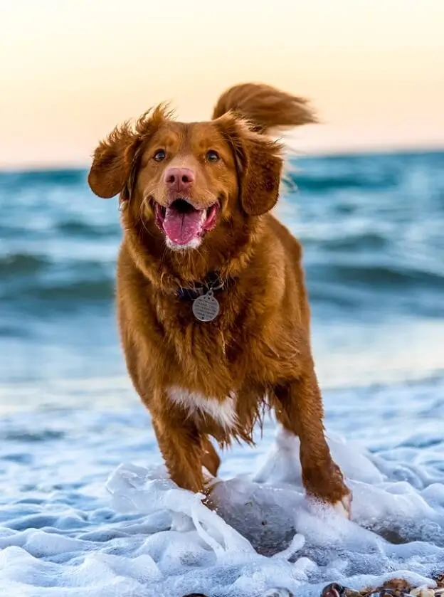 Dog