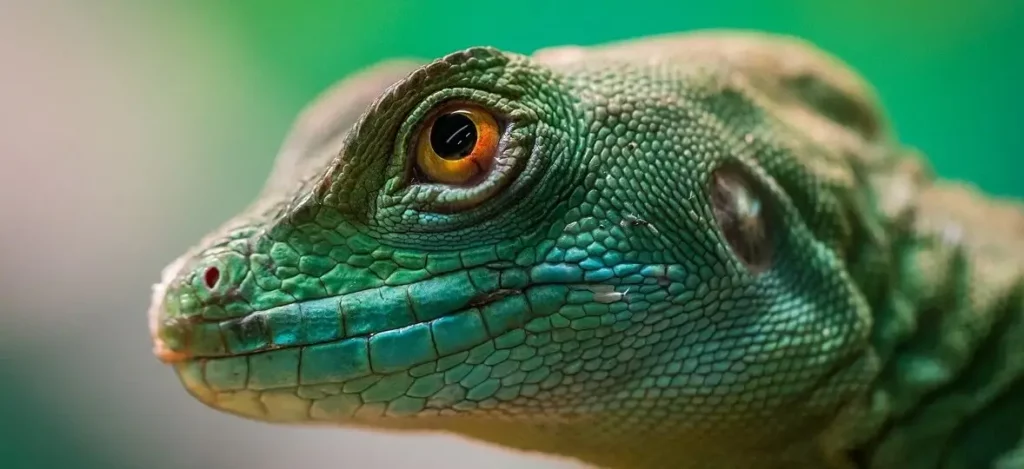 Reptile