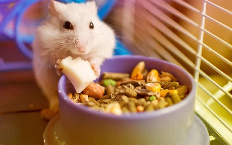 Rodent TOP
